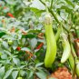 Taiwan Green Long Eggplant 10 PCS Seeds