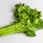 Tall Utah Celery Apium Graveolens Vegetable 40 PCS Seeds