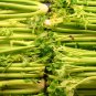 Tall Utah Celery Apium Graveolens Vegetable 40 PCS Seeds