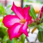 Taiwan Deep Red Adenium Desert rose 2 PCS Seeds