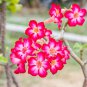 Taiwan Deep Red Adenium Desert rose 2 PCS Seeds