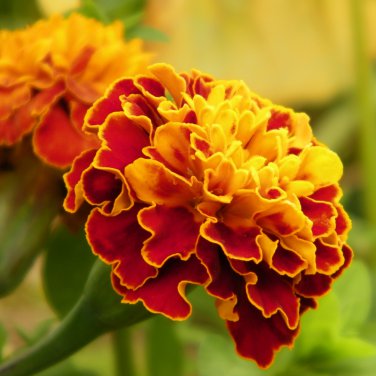 Tagetes tenuifolia Signet Marigold Gem Mixed 100 PCS Seeds