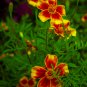 Tagetes tenuifolia Signet Marigold Gem Mixed 100 PCS Seeds