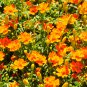 Tagetes tenuifolia Signet Marigold Gem Mixed 100 PCS Seeds