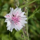 TALL Pink BACHELORS BUTTON CORNFLOWER 50 PCS Seeds
