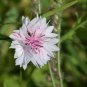 TALL Pink BACHELORS BUTTON CORNFLOWER 50 PCS Seeds