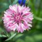 TALL Pink BACHELORS BUTTON CORNFLOWER 50 PCS Seeds