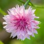 TALL Pink BACHELORS BUTTON CORNFLOWER 50 PCS Seeds