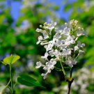 Syringa Linn 50 PCS Seeds Syringa Linn 50 PCS Seeds