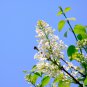 Syringa Linn 50 PCS Seeds