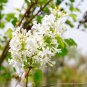 Syringa Linn 50 PCS Seeds