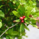 Synsepalum Dulcificum Fruit Red Fruits 30 PCS Seeds