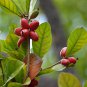 Synsepalum Dulcificum Fruit Red Fruits 30 PCS Seeds