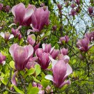 Taizhou Pink Yulan Magnolia Big Blooming Fragrant Shrub Flowers 10 PCS Seeds