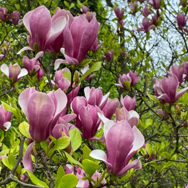Taizhou Pink Yulan Magnolia Big Blooming Fragrant Shrub Flowers 10 PCS Seeds