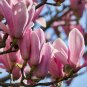 Taizhou Pink Yulan Magnolia Big Blooming Fragrant Shrub Flowers 10 PCS Seeds