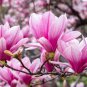 Taizhou Pink Yulan Magnolia Big Blooming Fragrant Shrub Flowers 10 PCS Seeds