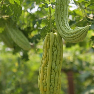 Taiwan 's Long Green Balsam pear Bitter Melon Bonsai 10 PCS Seeds