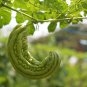 Taiwan 's Long Green Balsam pear Bitter Melon Bonsai 10 PCS Seeds