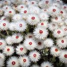 Syncarpha Vestita Cape Cluster of White Flower with Red White Eye 5 PCS Seeds