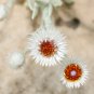 Syncarpha Vestita Cape Cluster of White Flower with Red White Eye 5 PCS Seeds