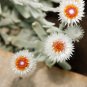 Syncarpha Vestita Cape Cluster of White Flower with Red White Eye 5 PCS Seeds