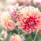 'Symbolizes Courage' Dahlia Flower 50 PCS Seeds