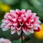 'Symbolizes Courage' Dahlia Flower 50 PCS Seeds