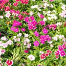 Sweet William Mixed Dianthus Barbatus 100 PCS Seeds