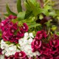 Sweet William Mixed Dianthus Barbatus 100 PCS Seeds