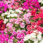 Sweet William Mixed Dianthus Barbatus 100 PCS Seeds