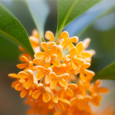 Sweet scented Osmanthus Flower Yellow Color 10 PCS Seeds