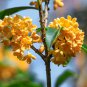 Sweet scented Osmanthus Flower Yellow Color 10 PCS Seeds