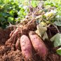 Sweet Potato Fresh Food Vegetable Farm Plants Red Purple Potato 20 PCS Seeds