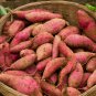 Sweet Potato Fresh Food Vegetable Farm Plants Red Purple Potato 20 PCS Seeds