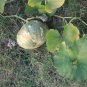 Sweet Pumpkin 25 PCS Seeds