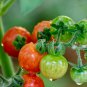 Sweetie Tomato Cherry Fruit 100 PCS Seeds