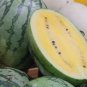 Sweet Yellow Juicy Watermelon 8 PCS Seeds