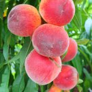 Sweet Pink Red Peach Tree 10 PCS Seeds