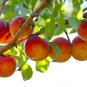 Sweet Pink Red Peach Tree 10 PCS Seeds