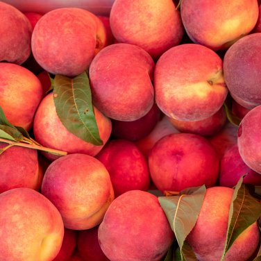 Sweet Peach Flores 10 PCS Seeds