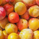 Sweet Prunus Persica Dwarf Peach Tree Fruit 5 PCS Seeds Sweet Prunus Persica Dwarf Peach Tree Fruit 5 PCS Seeds