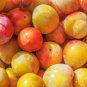 Sweet Prunus Persica Dwarf Peach Tree Fruit 5 PCS Seeds