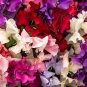 Sweet Pea Mixed Flower 10 PCS Seeds