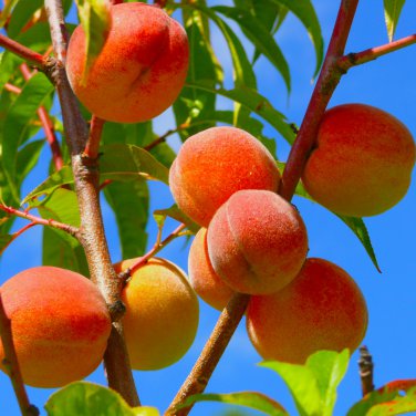 Sweet Juicy Peach Tree 2 PCS Seeds