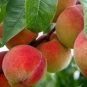 Sweet Juicy Peach Tree 2 PCS Seeds