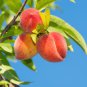 Sweet Juicy Peach Tree 2 PCS Seeds