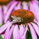 'Sweet Honey' Echinacea Coneflower 100 PCS Seeds 'Sweet Honey' Echinacea Coneflower 100 PCS Seeds