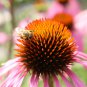 'Sweet Honey' Echinacea Coneflower 100 PCS Seeds