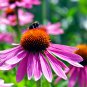 'Sweet Honey' Echinacea Coneflower 100 PCS Seeds